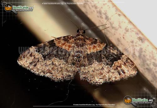 Thumbnail image of the Red-Twin-Spot-Moth