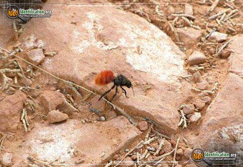 Thumbnail image of the Red-Velvet-Ant