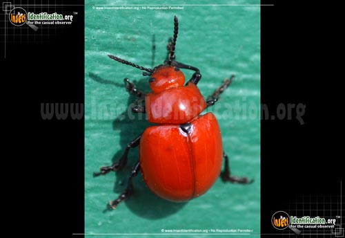 Thumbnail image of the Reddish-Potato-Beetle