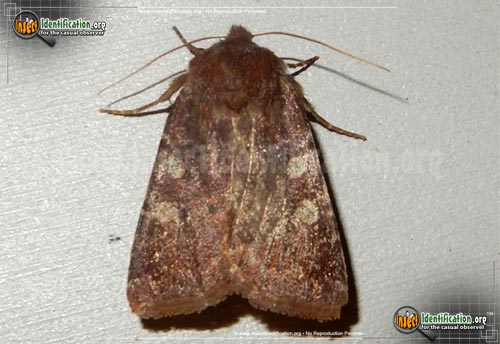 Thumbnail image #2 of the Reddish-Speckled-Dart-Moth