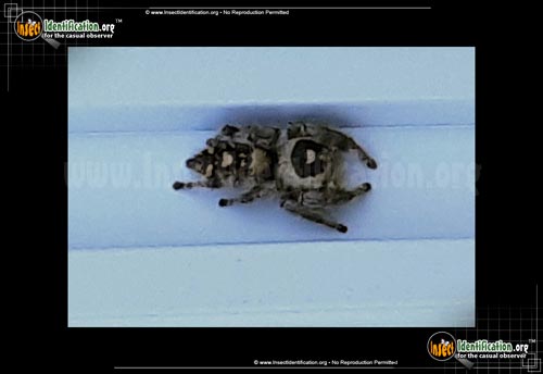 Thumbnail image of the Regal-Jumping-Spider