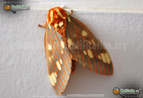 Thumbnail image #5 of the Regal-Moth
