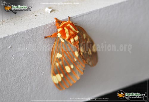 Thumbnail image #12 of the Regal-Moth
