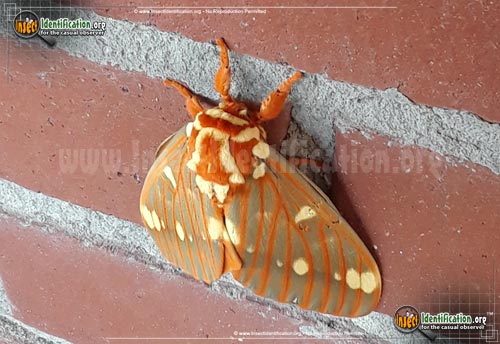 Thumbnail image #7 of the Regal-Moth