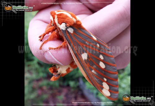 Thumbnail image #3 of the Regal-Moth