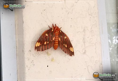 Thumbnail image #13 of the Regal-Moth