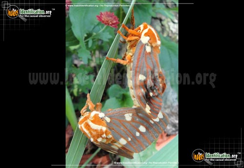 Thumbnail image #14 of the Regal-Moth