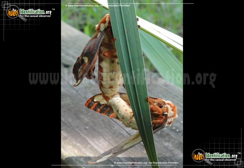Thumbnail image #11 of the Regal-Moth