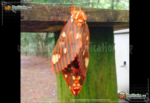 Thumbnail image #6 of the Regal-Moth
