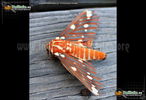 Thumbnail image of the Regal-Moth