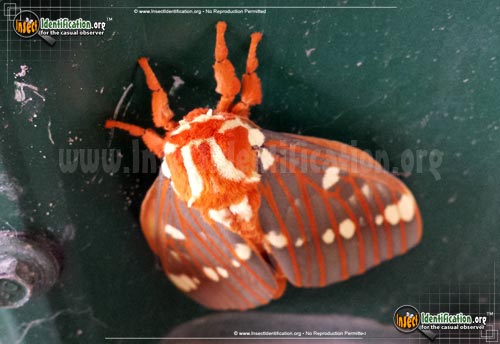 Thumbnail image #4 of the Regal-Moth