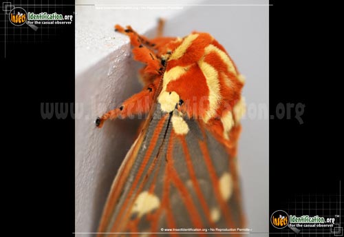 Thumbnail image #9 of the Regal-Moth