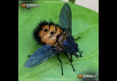 Thumbnail image #2 of the Repetitive-Tachinid-Fly