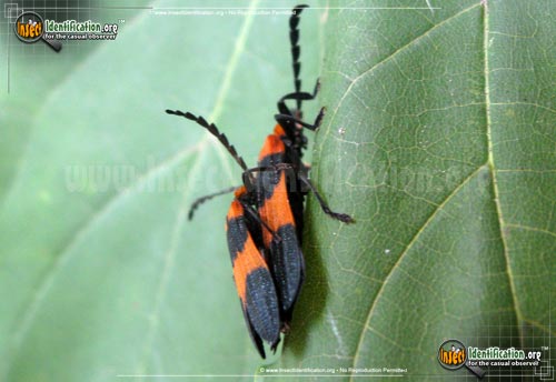 Thumbnail image #2 of the Reticulated-Netwinged-Beetle