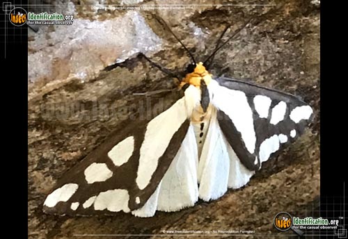 Thumbnail image #2 of the Reversed-Haploa-Moth