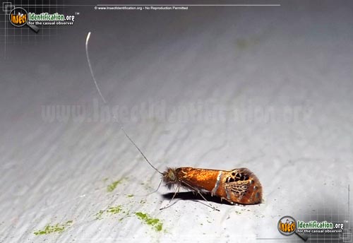 Thumbnail image of the Ridings-Fairy-Moth