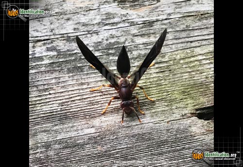 Thumbnail image #3 of the Ringed-Paper-Wasp