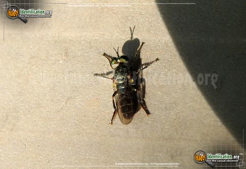 Thumbnail image of the Robber-Fly-Atomosia-puella