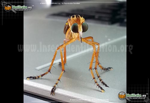 Thumbnail image #2 of the Robberfly-Diogmites