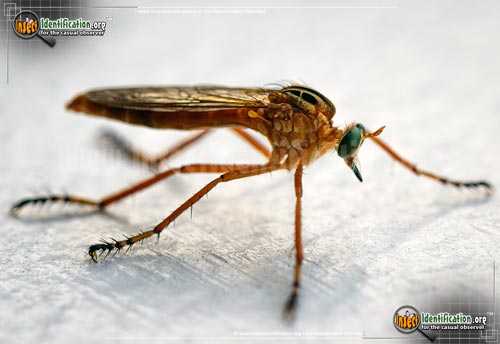 Thumbnail image of the Robberfly-Diogmites