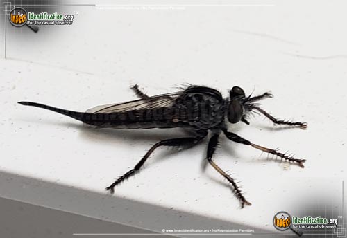 Thumbnail image of the Robber-Fly-Efferia-aestuans