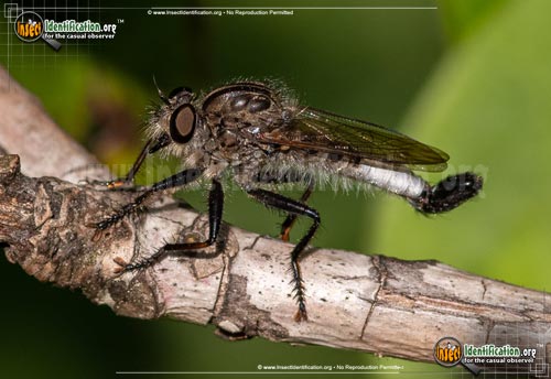 Thumbnail image #2 of the Robber-Fly-Efferia-aestuans