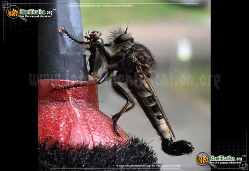 Thumbnail image #2 of the Robberfly-Efferia