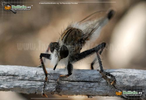 Thumbnail image #6 of the Robberfly-Efferia