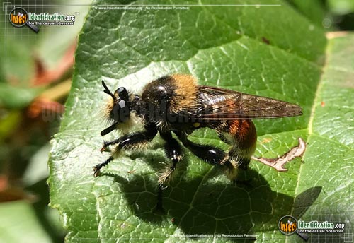 Thumbnail image of the Robber-Fly-Laphria-fernaldi
