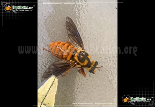 Thumbnail image #3 of the Robberfly-Laphria-Saffrana