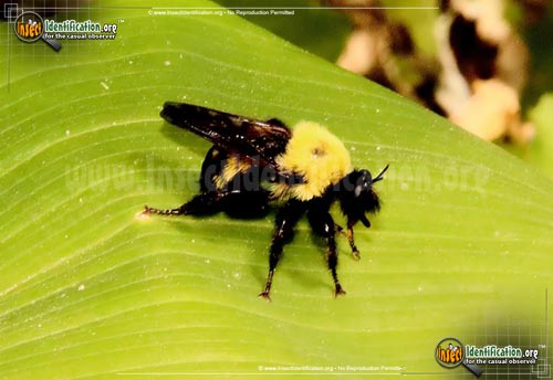 Thumbnail image #3 of the Robber-Fly-Laphria-thoracica