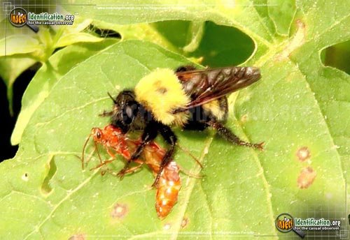 Thumbnail image of the Robber-Fly-Laphria-thoracica