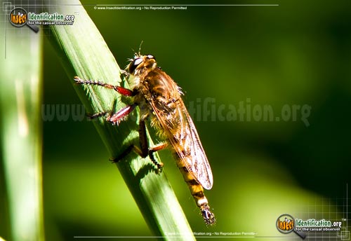 Thumbnail image #2 of the Robberfly-Promachus-Hinei