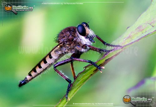 Thumbnail image of the Robberfly-Promachus-Hinei