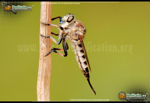 Thumbnail image #3 of the Robberfly-Promachus-Hinei