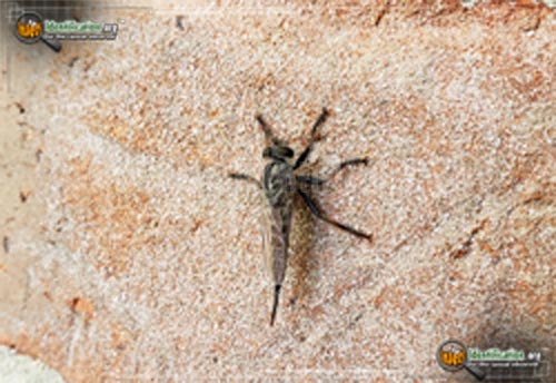 Thumbnail image #4 of the Robber-Fly