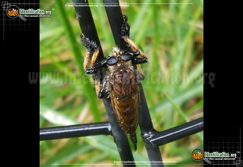 Thumbnail image #2 of the Robber-Fly
