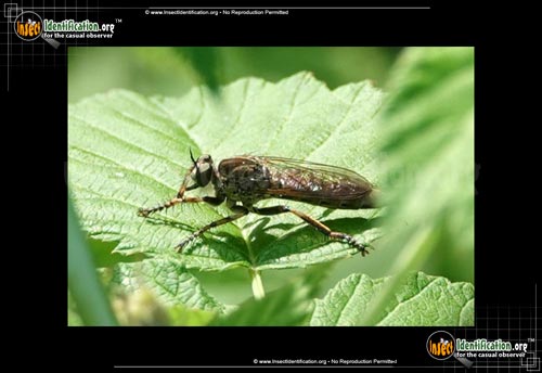 Thumbnail image #6 of the Robber-Fly