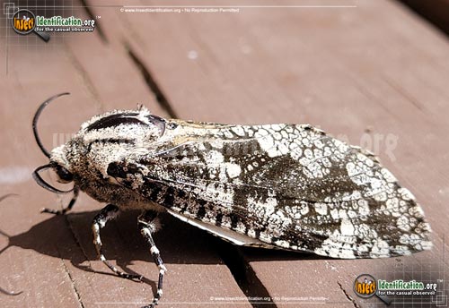 Thumbnail image of the Robins-Carpenterworm-Moth