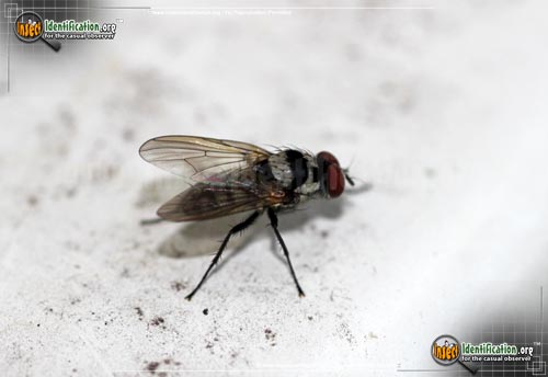 Thumbnail image of the Root-Maggot-Fly-Anthomyia-oculifera
