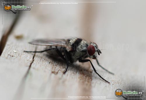 Thumbnail image of the Root-Maggot-Fly
