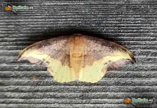Thumbnail image of the Rose-Hooktip-Moth