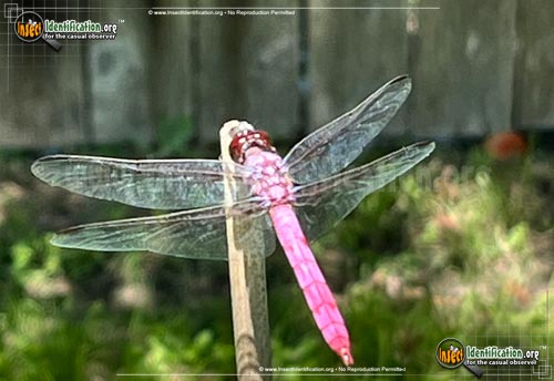 Thumbnail image of the Roseate-Skimmer-Dragonfly