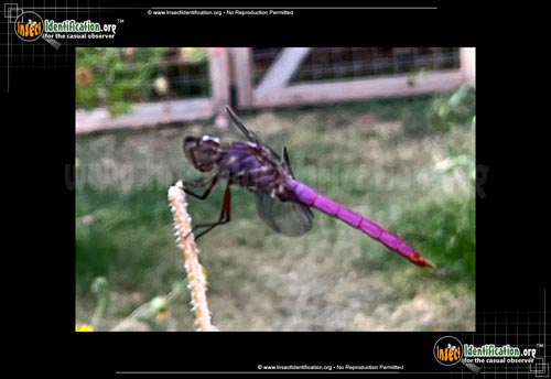 Thumbnail image #2 of the Roseate-Skimmer-Dragonfly