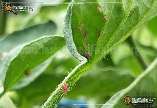 Thumbnail image #3 of the Rosy-Apple-Aphid