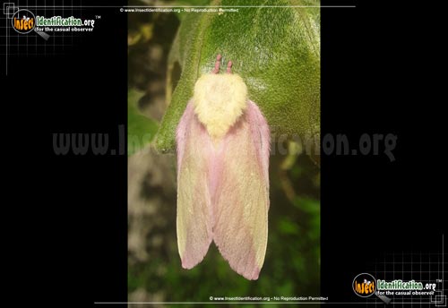 Thumbnail image #9 of the Rosy-Maple-Moth