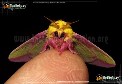 Thumbnail image #7 of the Rosy-Maple-Moth
