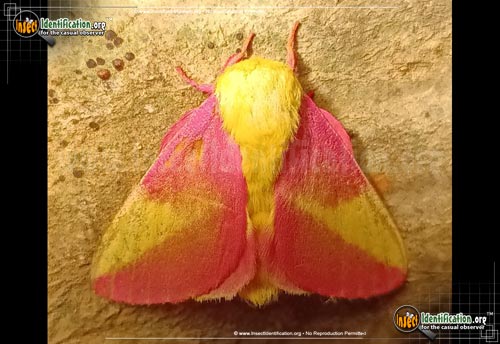 Thumbnail image #8 of the Rosy-Maple-Moth