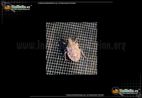 Thumbnail image of the Rough-Stink-Bug