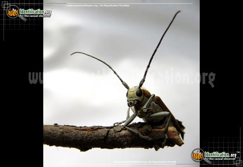Thumbnail image #2 of the Round-Headed-Apple-Tree-Borer-Beetle
